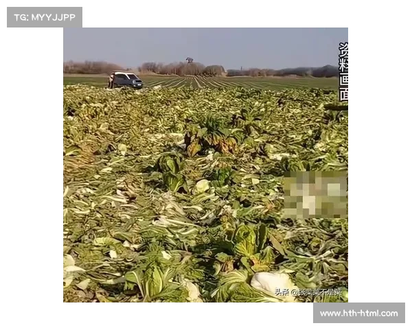 内蒙古赤峰种植户两百亩白菜因网络谣言遭哄抢，总损失逾百万
